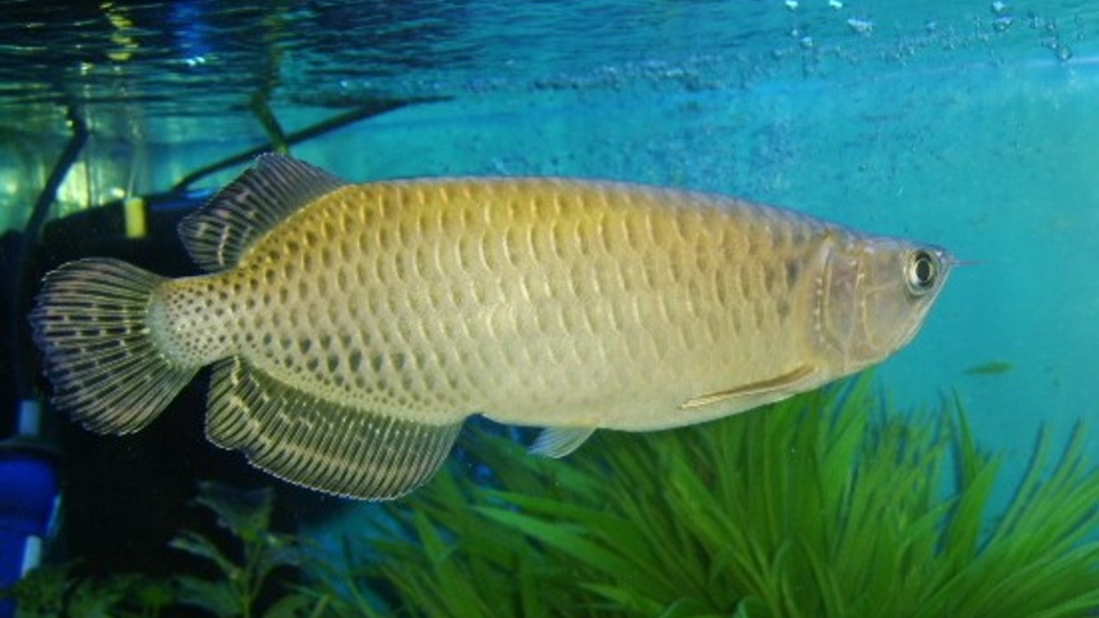 Jardini Arowana for sale