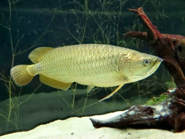 Silver Arowana For Sale