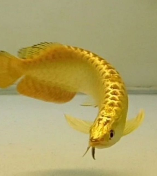 24k-golden-head-arowana-fish-1688970621-6974425