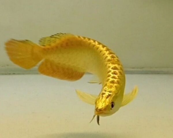 Buy Gold Head Arowana