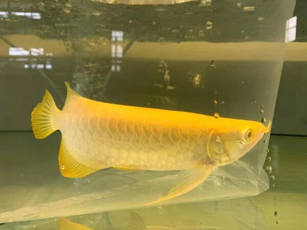 Cross Back Arowana for sale