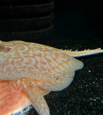 Albino Pearl Stingray