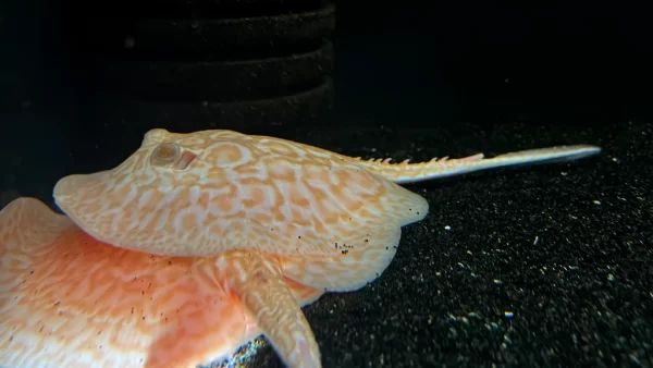 Albino Pearl Stingray