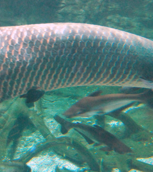 Arapaima_gigas_at_Beijing_aquarium