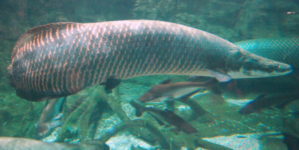 Arapaima Arowana Fish