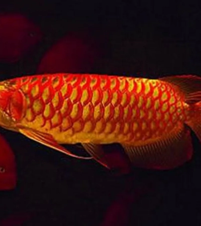 Asian-Red-Arowana