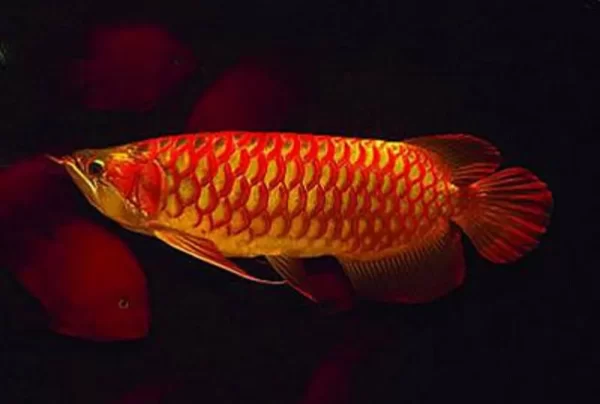 Malaysian Red Arowana for sale