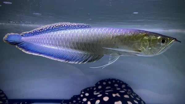 Black Arowana For Sale