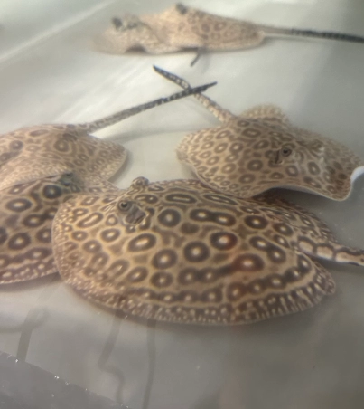 Pearl Stingrays For Sale