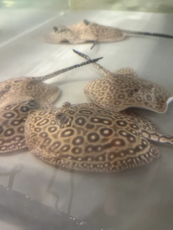 Pearl Stingrays For Sale