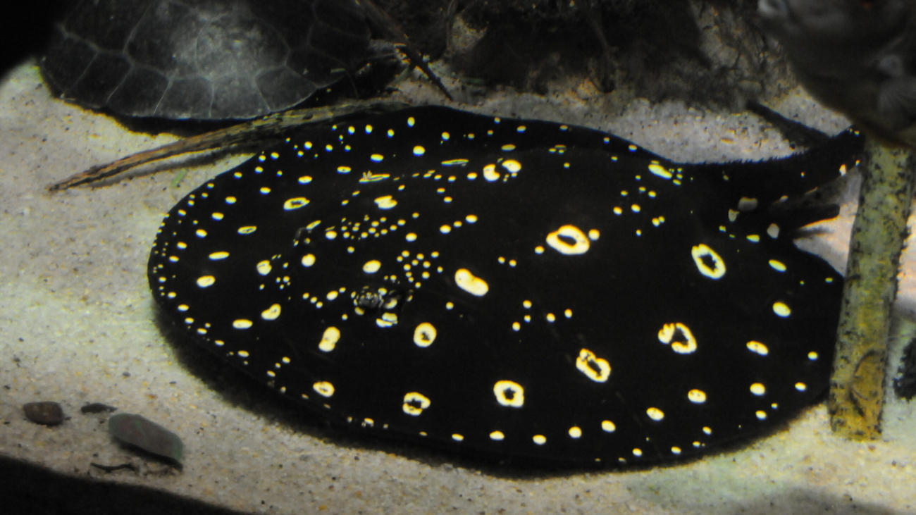 King Henlei Stingray