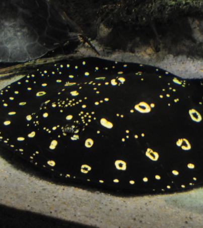 King Henlei Stingray