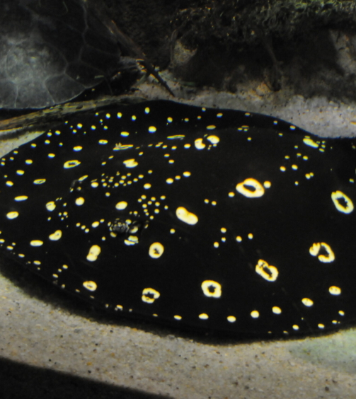 King Henlei Stingray