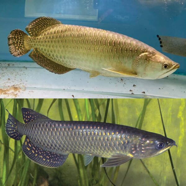 Jardini Arowana For Sale