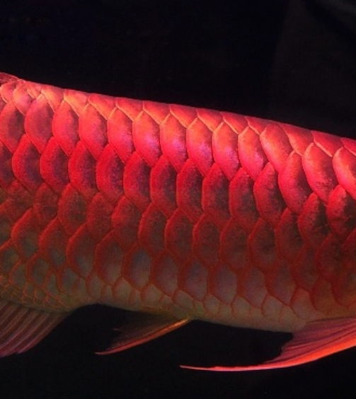 chili-red-arowana-fishes-wholesales-1015472