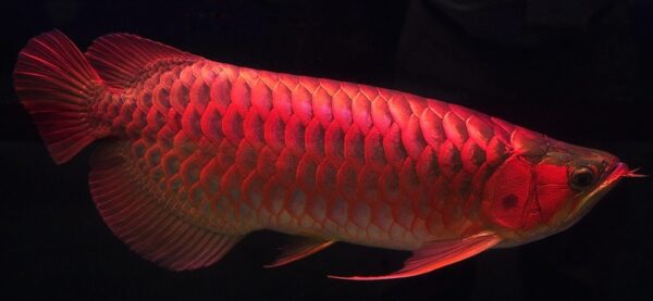 Chili Red Arowana