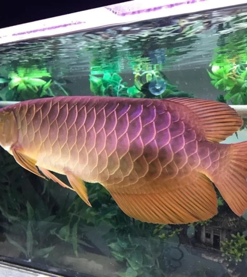 Gold Arowana for sale