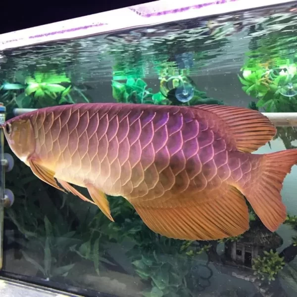 Gold Arowana for sale