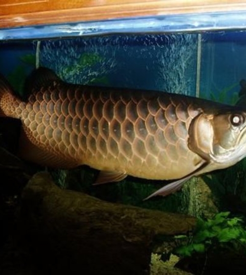 Jardini Arowana for sale