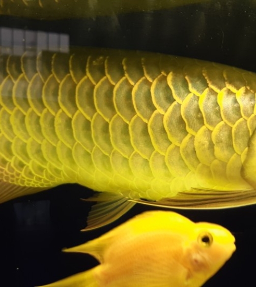 Gold Arowana for sale