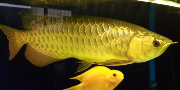 Gold Arowana for sale