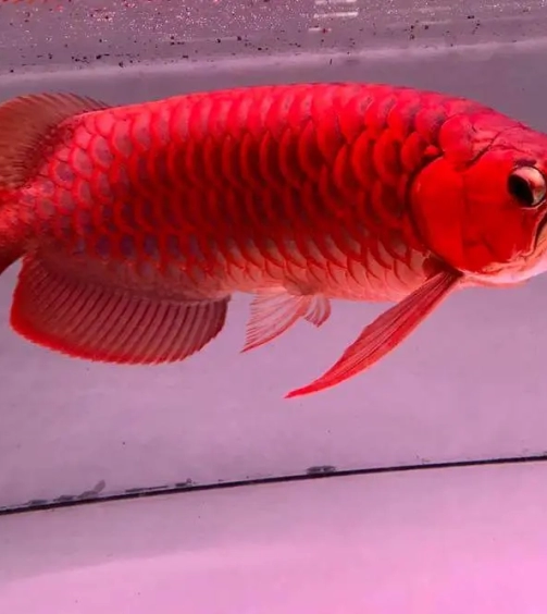 Asian Arowana for sale