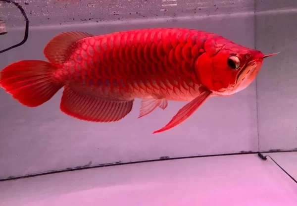 Asian Arowana for sale