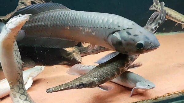 African Arowana