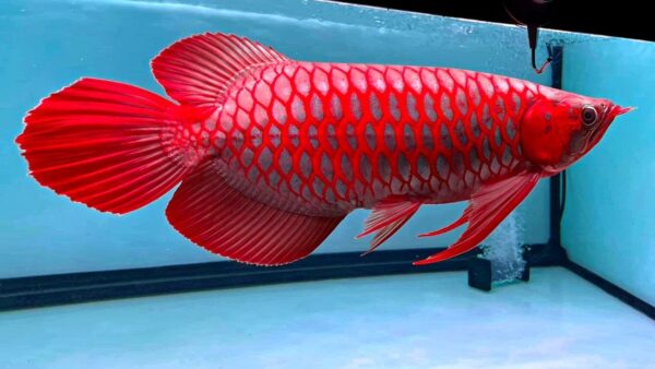 Buy Asian Red Arowana