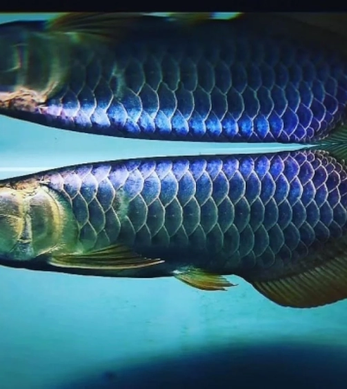 medium_1557117110blue_base_arowana-1-1200x902