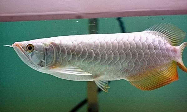 Banjar Red Arowana fish