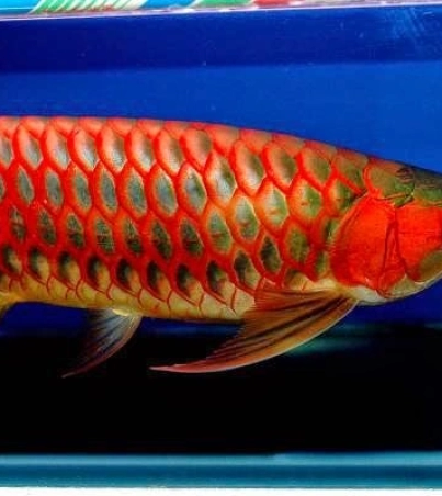 Super Red Arowana for sale