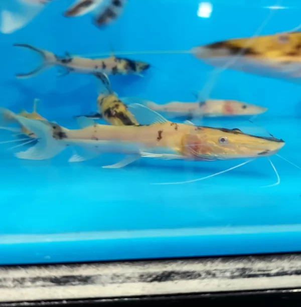 Albino Golden Marble Tiger Shovelnose Catfish (Pseudoplatystoma fasciatum)