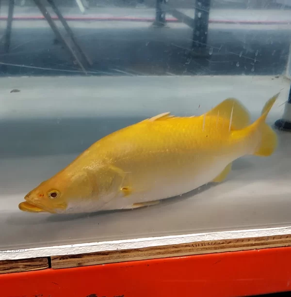 Albino Yellow Barramundi (Lates calcarifer)