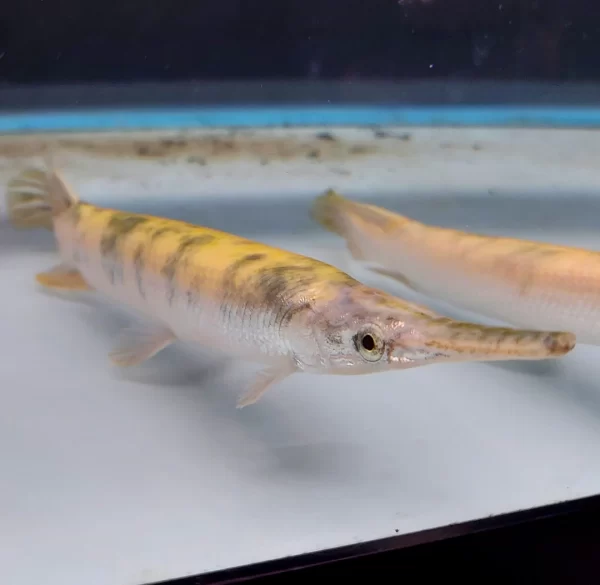 Golden Marble Florida Gar (Lepisosteus platyrhincus)