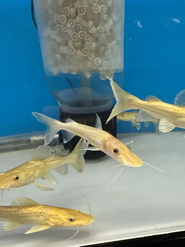 Leucistic Panda Tiger Shovelnose Catfish (Pseudoplatystoma tigrinum)