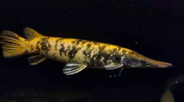 Albino Golden Marble Alligator Gar (Atractosteus spatula)