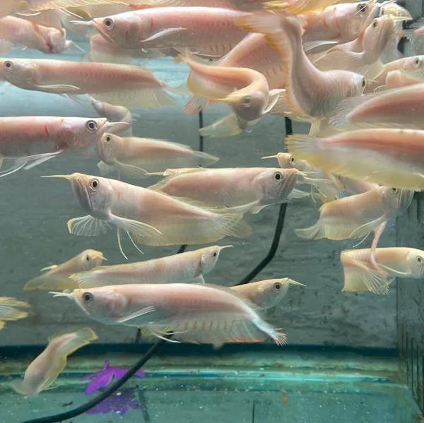 Albino Silver Arowana