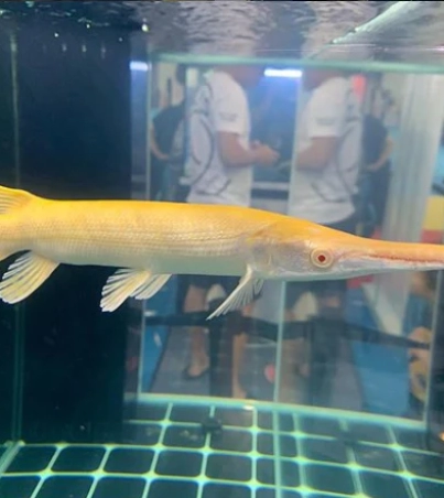 albinoalligatorgar_900x