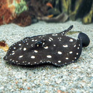 black diamond stingray for sale