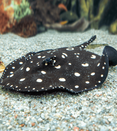 black diamond stingray for sale