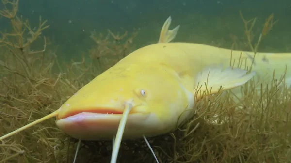 Albino Chinese Wels Catfish (Silurus merdionalis)