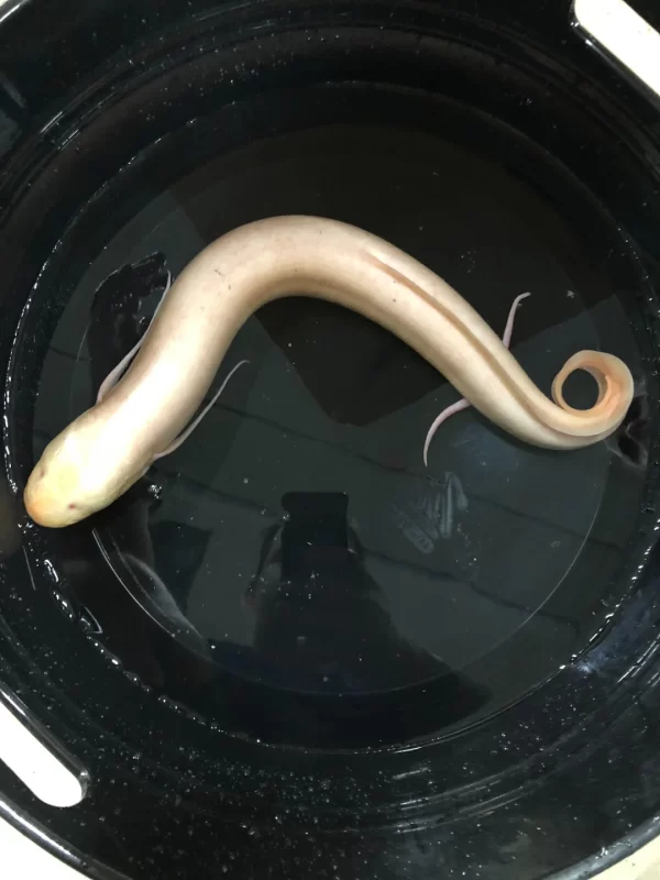 Albino African Lungfish (Protopterus aethiopicus)