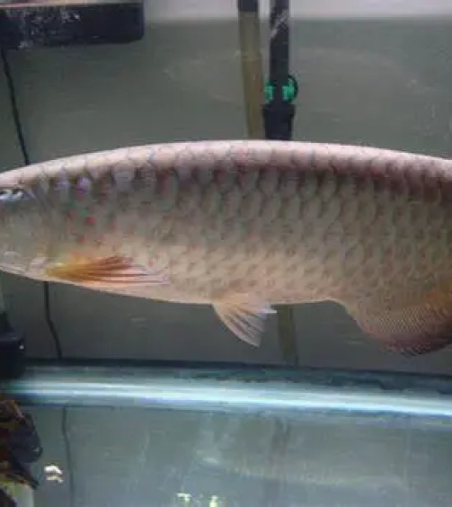 Asian Arowana For Sale